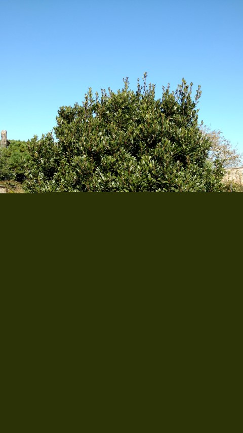 Laurus nobilis plantplacesimage20161016_121944.jpg