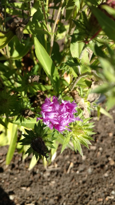 Stokesia laevis plantplacesimage20161016_122115.jpg