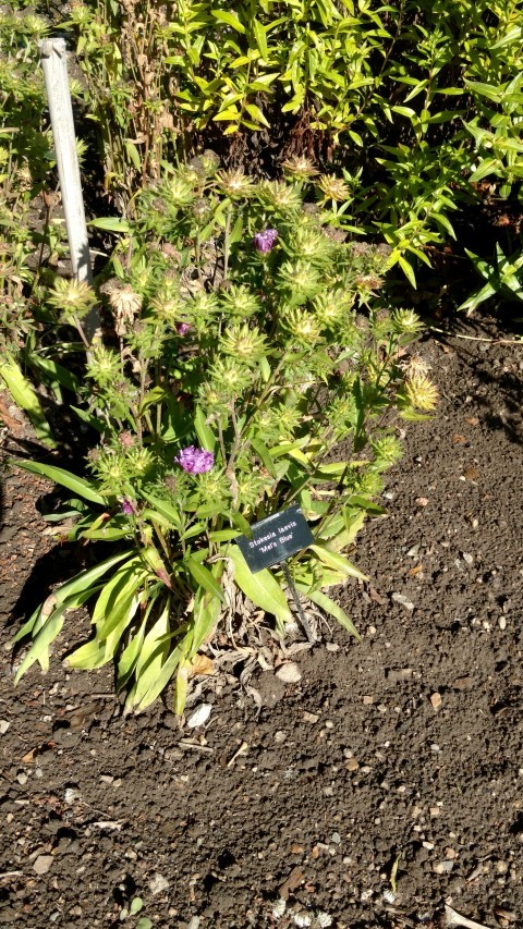 Stokesia laevis plantplacesimage20161016_122127.jpg