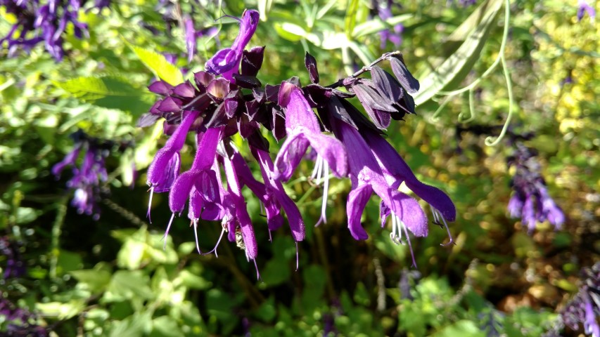 Salvia  plantplacesimage20161016_122221.jpg