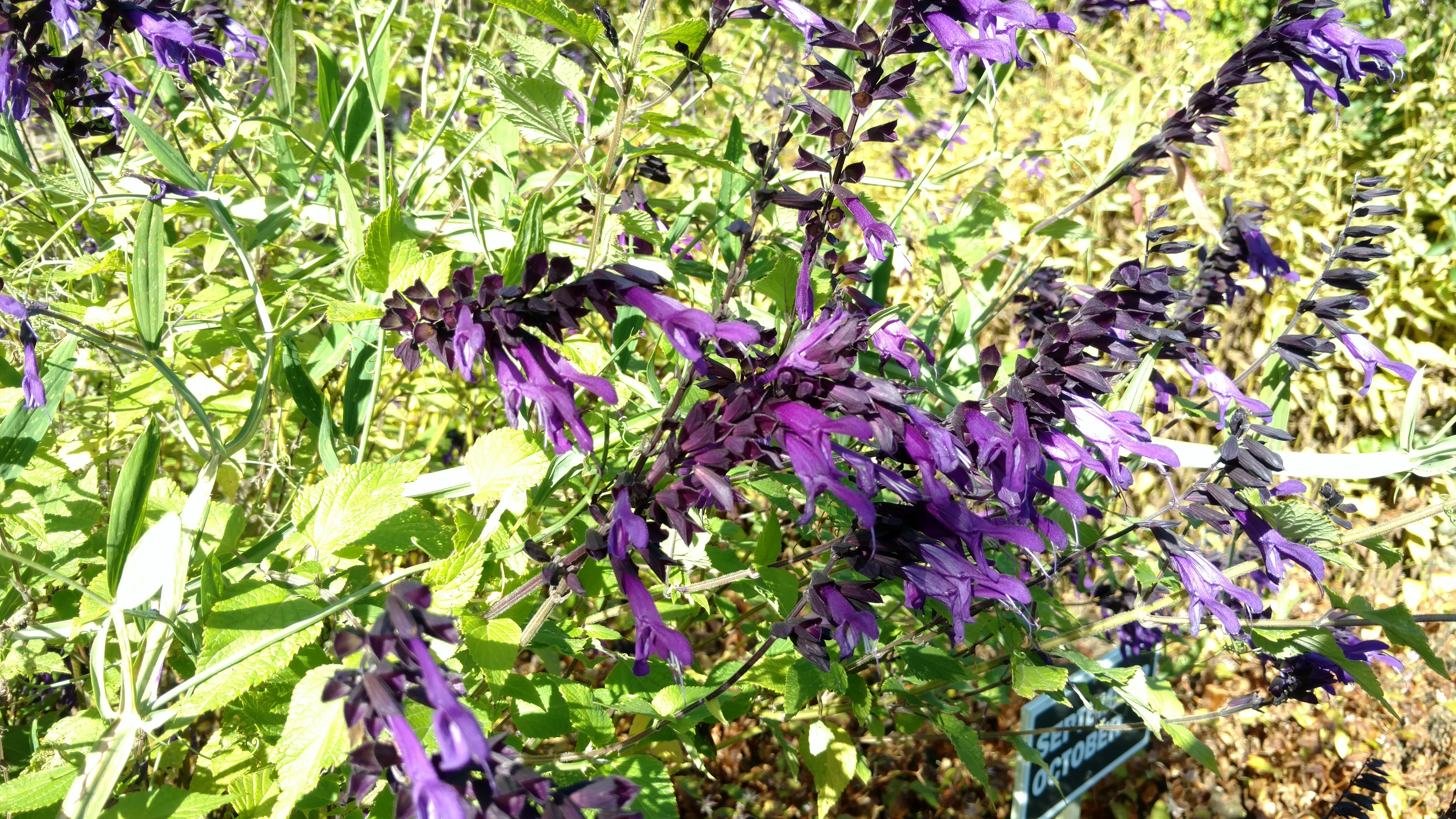 Salvia  plantplacesimage20161016_122237.jpg