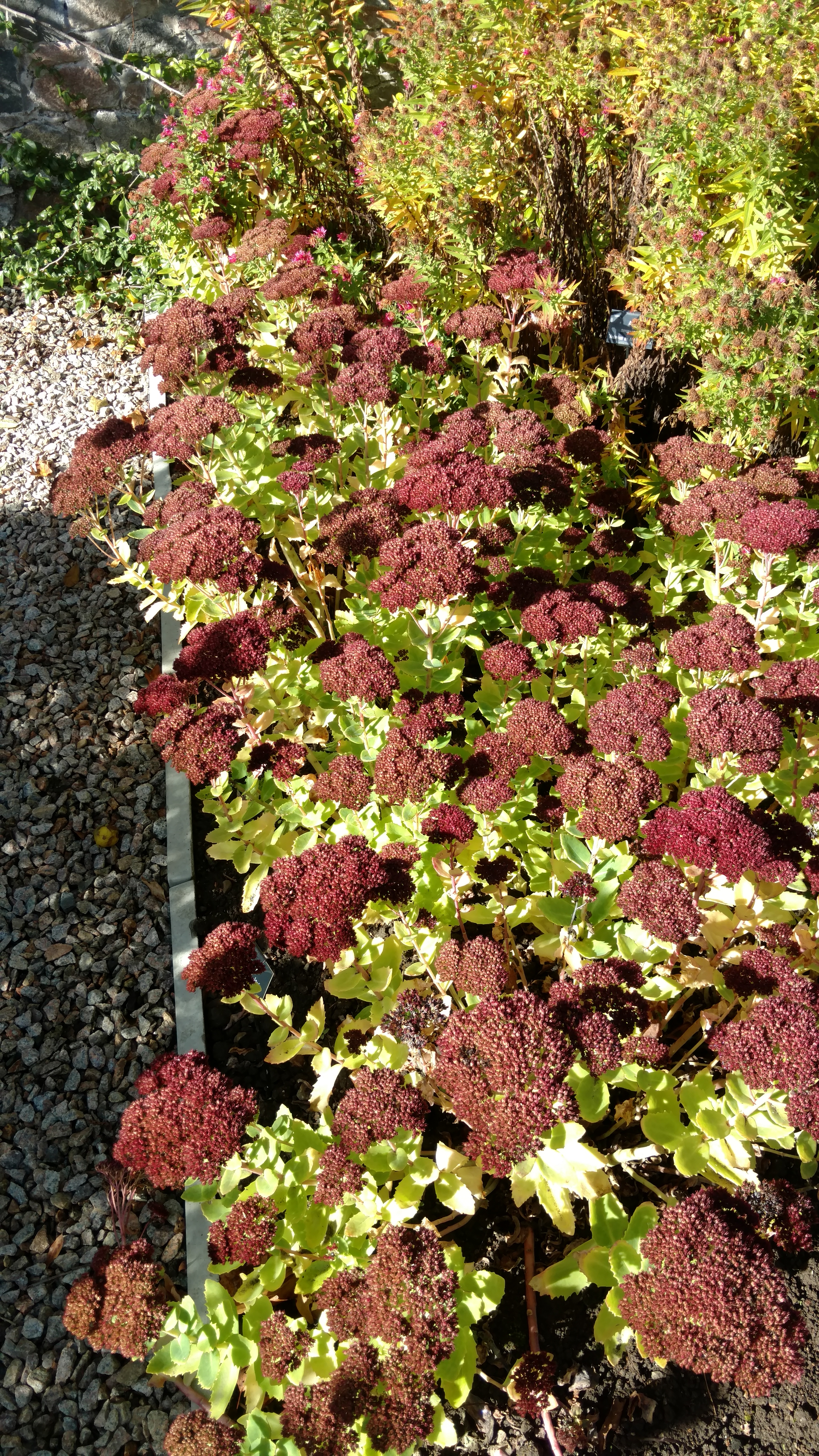 Sedum telephinum plantplacesimage20161016_122341.jpg