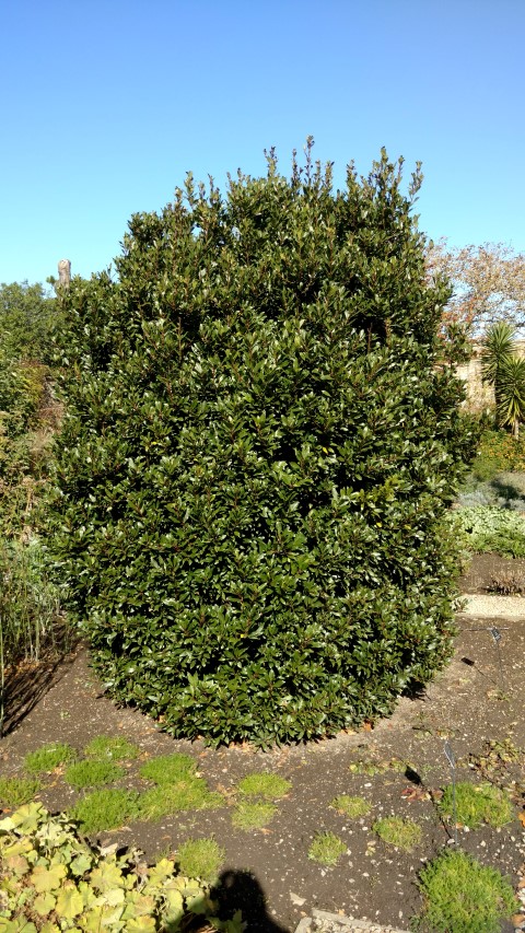 Laurus nobilis plantplacesimage20161016_122432.jpg