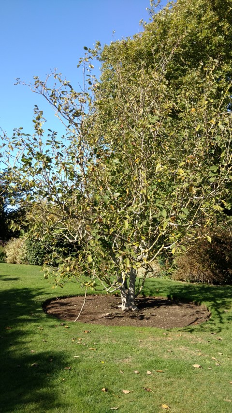 Magnolia campbelii plantplacesimage20161016_123730.jpg