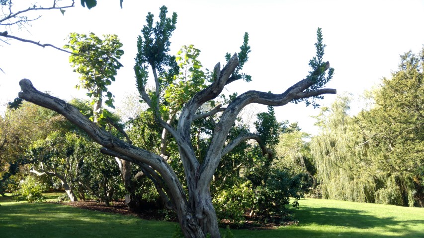 Arbutus unedo plantplacesimage20161016_123840.jpg