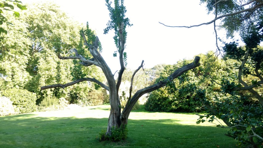 Arbutus unedo plantplacesimage20161016_123910.jpg