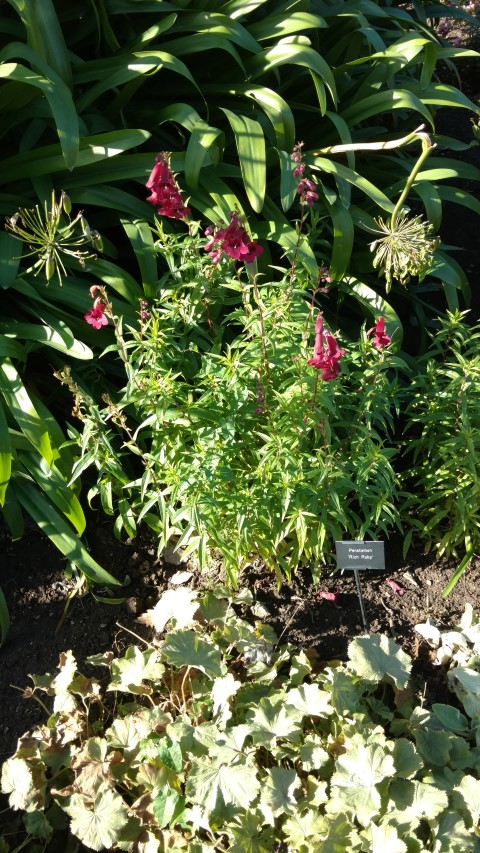 Penstemon  plantplacesimage20161016_124325.jpg