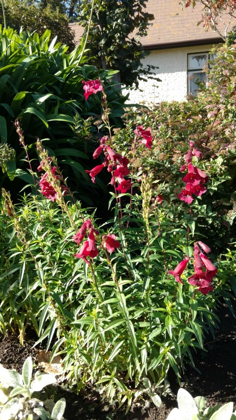 Penstemon  plantplacesimage20161016_124338.jpg