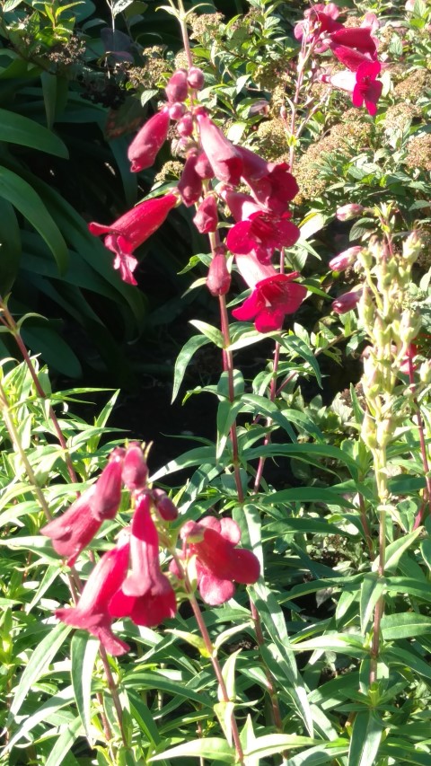 Penstemon  plantplacesimage20161016_124347.jpg