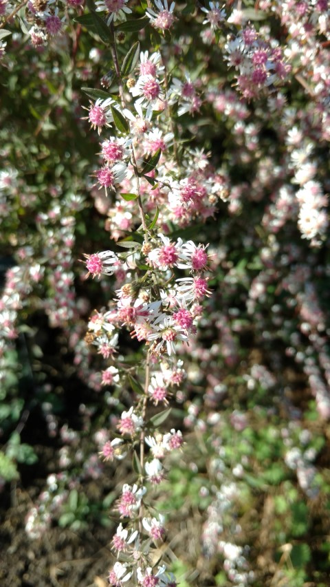 Aster lateriflorus plantplacesimage20161016_124600.jpg