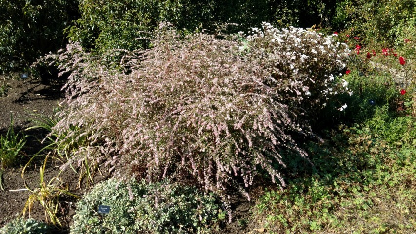 Aster lateriflorus plantplacesimage20161016_124612.jpg