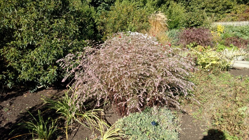 Aster lateriflorus plantplacesimage20161016_124631.jpg