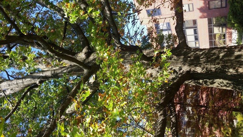 Quercus palustris plantplacesimage20161029_135452.jpg