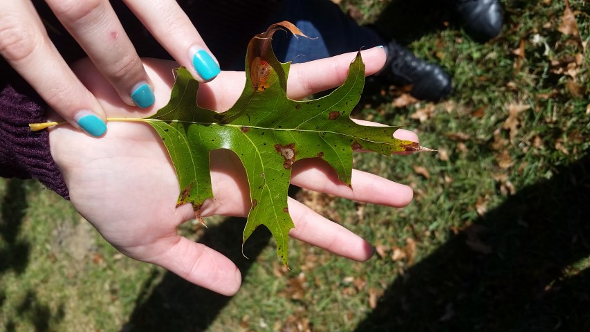 Quercus palustris plantplacesimage20161029_135513.jpg