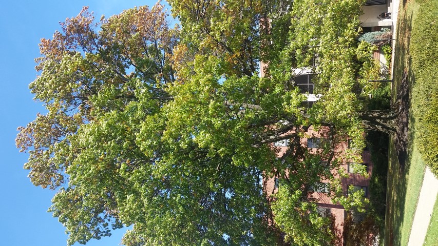 Quercus palustris plantplacesimage20161029_135609.jpg