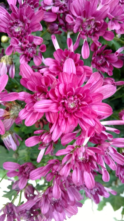 Glebionis coronarium plantplacesimage20161105_125038.jpg