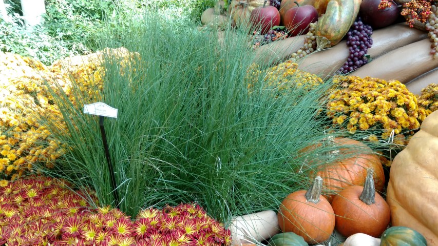 Muhlenbergia capillaris plantplacesimage20161105_125200.jpg