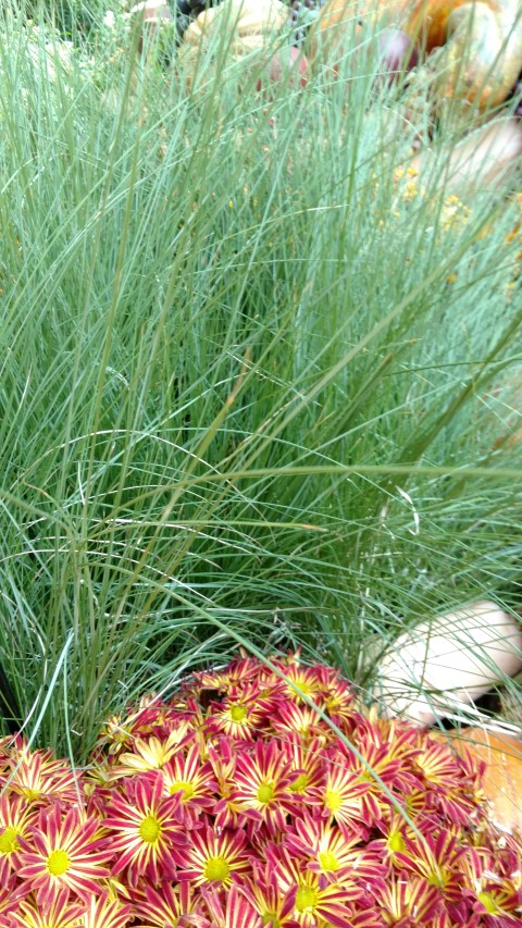 Muhlenbergia capillaris plantplacesimage20161105_125216.jpg