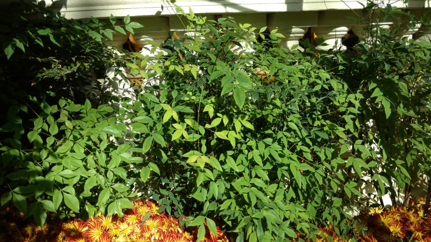 Nandina domestica plantplacesimage20161105_125302.jpg