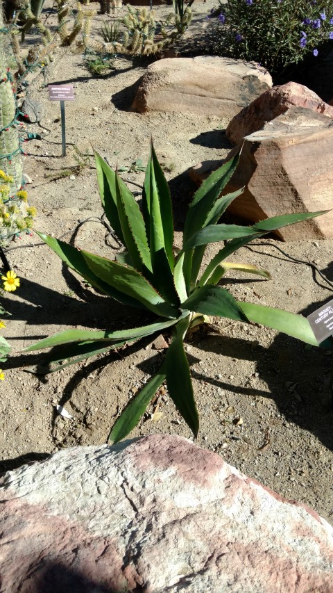 Agave ferox plantplacesimage20161106_102955.jpg