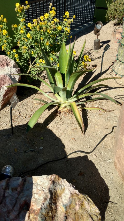 Agave ferox plantplacesimage20161106_103024.jpg