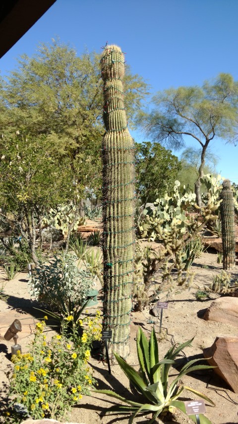 Carnegiea gigantea plantplacesimage20161106_103137.jpg