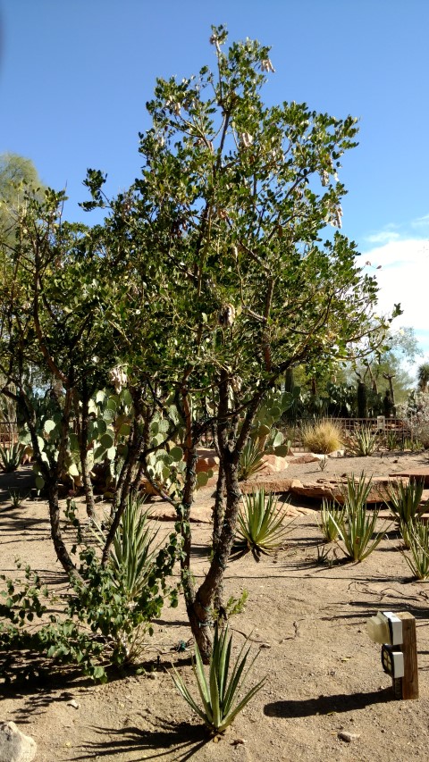 Sophora secundifolia plantplacesimage20161106_103315.jpg