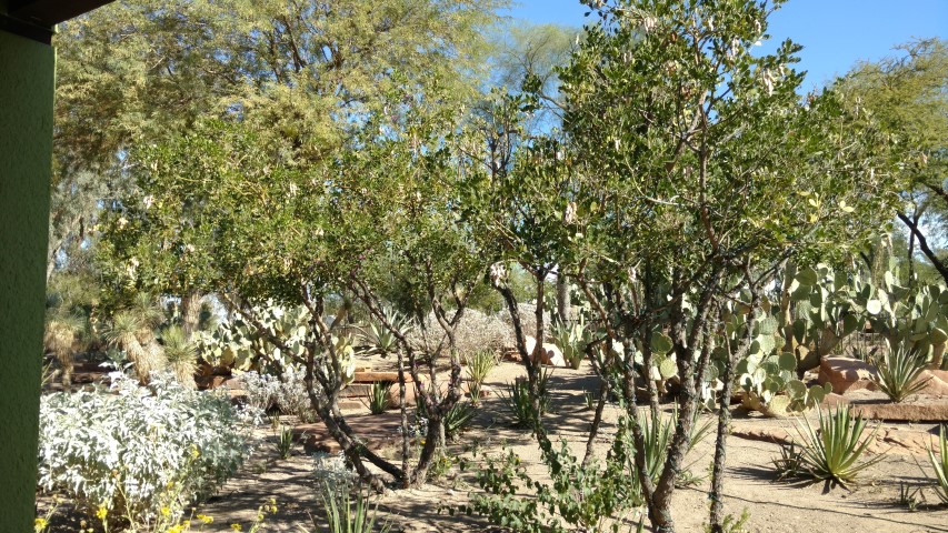 Sophora secundifolia plantplacesimage20161106_103324.jpg