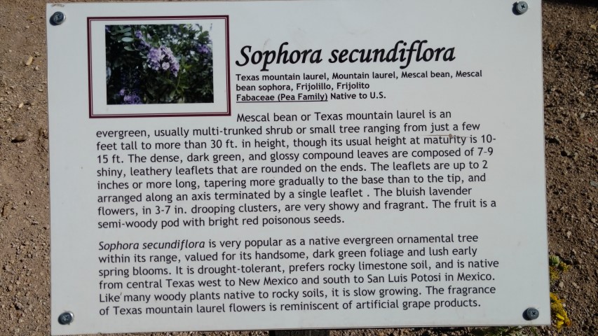 Sophora secundifolia plantplacesimage20161106_103353.jpg