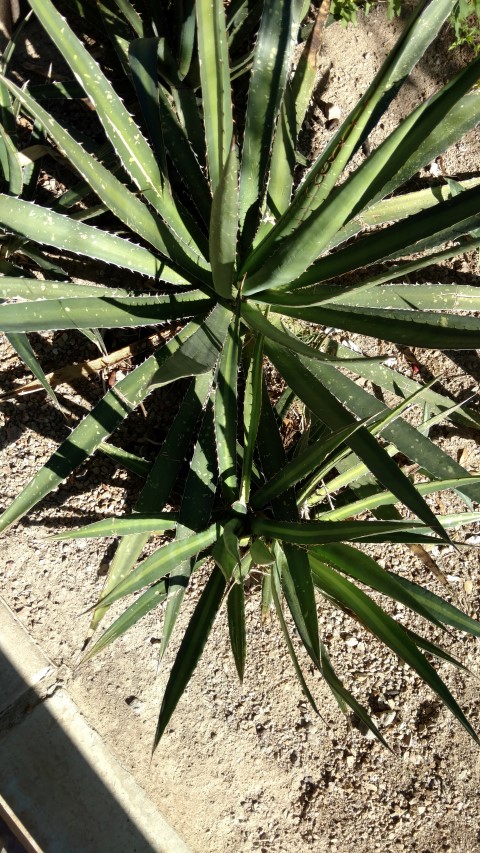 Agave lechelunga plantplacesimage20161106_103841.jpg