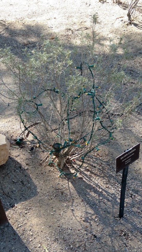 Cassia artemisoides plantplacesimage20161106_103955.jpg