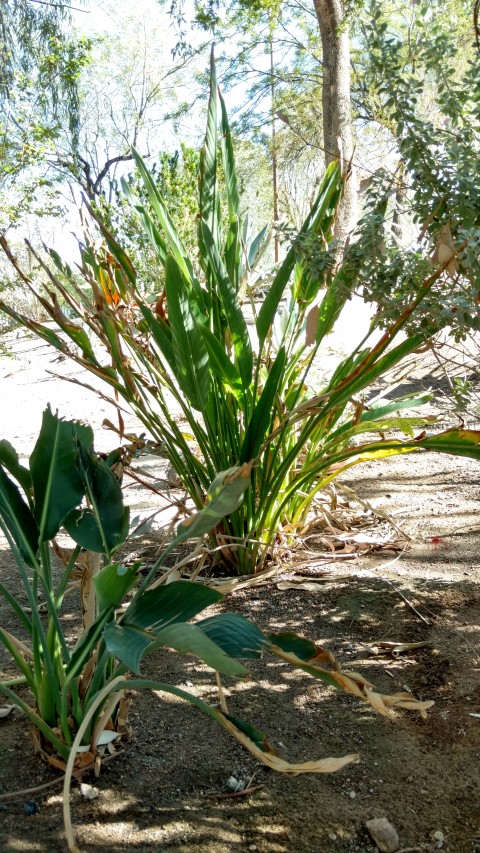 Strelitzia nicolai plantplacesimage20161106_104129.jpg