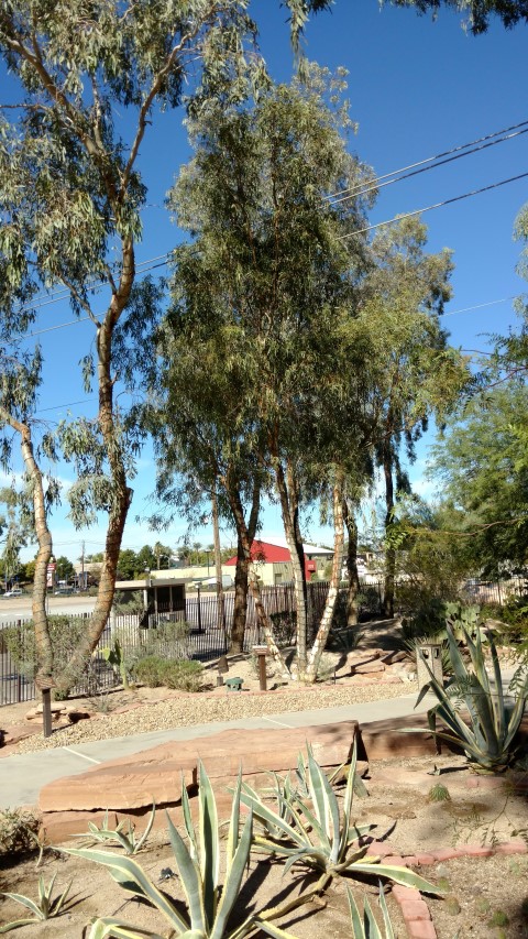 Eucalyptus microtheca plantplacesimage20161106_104255.jpg