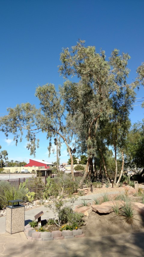 Eucalyptus microtheca plantplacesimage20161106_104319.jpg