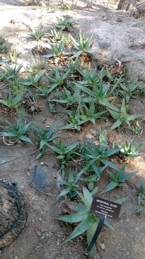 Aloe massawana plantplacesimage20161106_104443.jpg