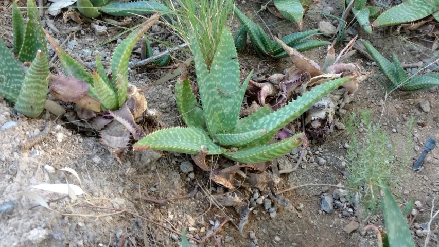 Aloe massawana plantplacesimage20161106_104454.jpg