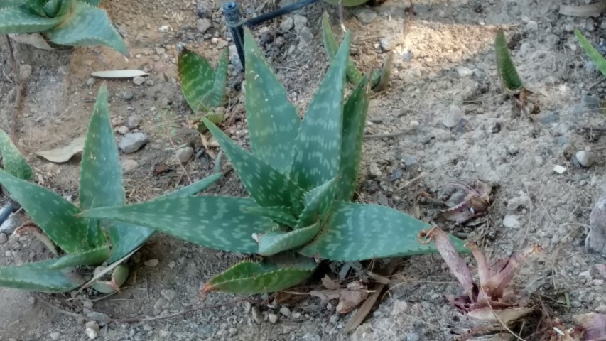 Aloe massawana plantplacesimage20161106_104515.jpg
