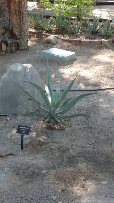 Agave vibnoriniana plantplacesimage20161106_104720.jpg