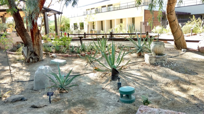 Agave vibnoriniana plantplacesimage20161106_104742.jpg