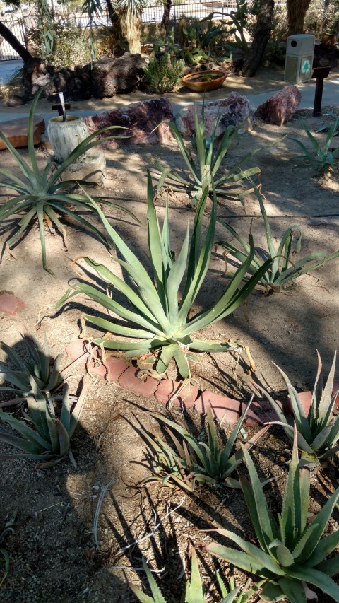 Agave vibnoriniana plantplacesimage20161106_104827.jpg