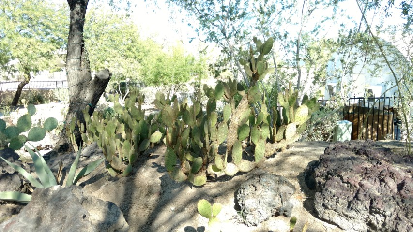 Opuntia microdasys plantplacesimage20161106_110133.jpg