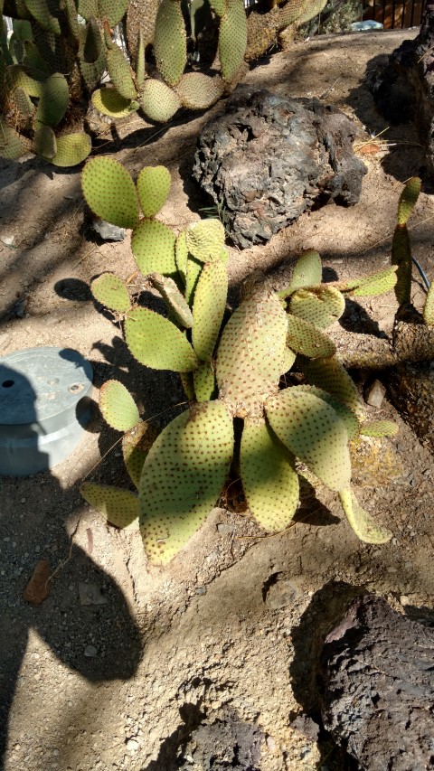 Opuntia microdasys plantplacesimage20161106_110155.jpg