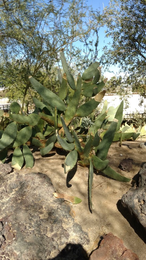 Opuntia lindheimeri plantplacesimage20161106_110329.jpg