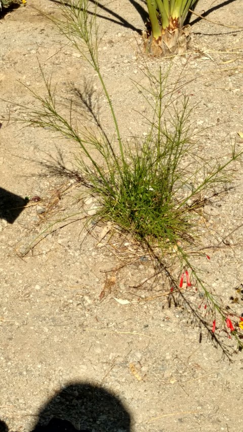 Yucca brevifolia plantplacesimage20161106_110611.jpg