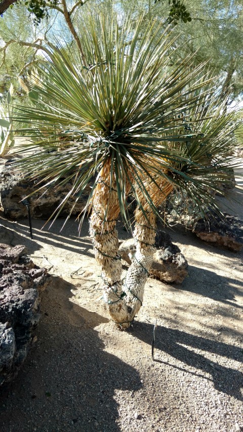 Yucca rostrata plantplacesimage20161106_111040.jpg