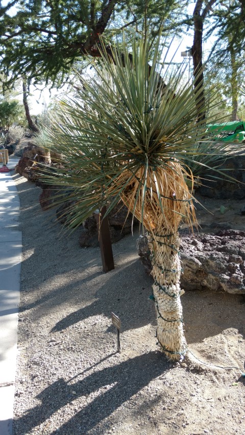 Yucca rostrata plantplacesimage20161106_111100.jpg