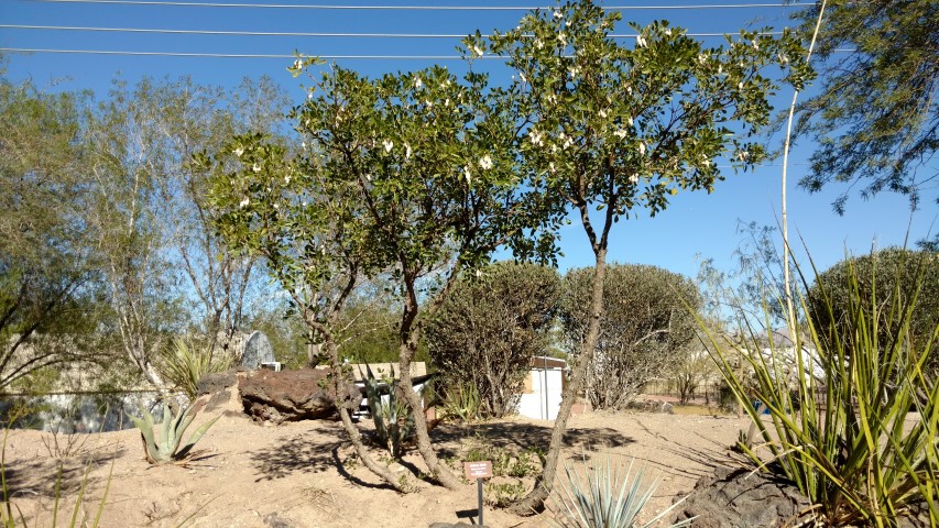 Sophora secundifolia plantplacesimage20161106_111515.jpg