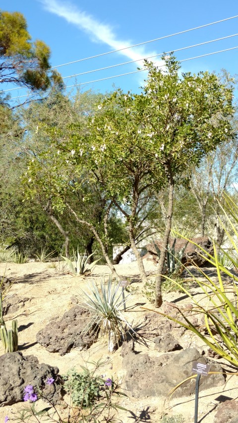 Sophora secundifolia plantplacesimage20161106_111535.jpg