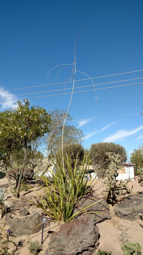 Hesperaloe funifera plantplacesimage20161106_111645.jpg