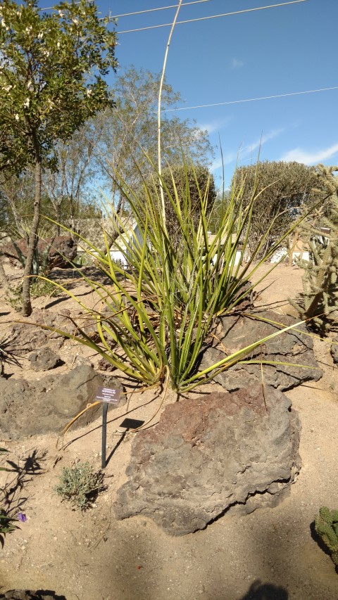 Hesperaloe funifera plantplacesimage20161106_111701.jpg